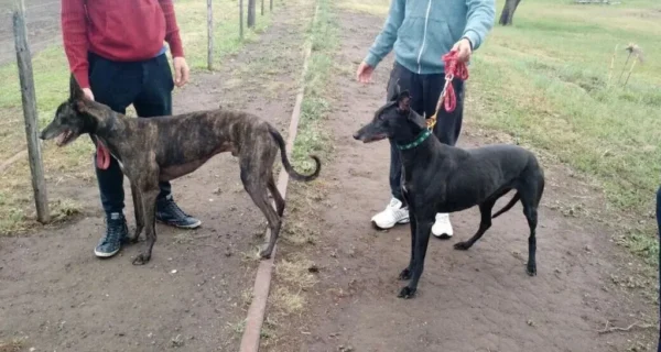 Caza furtiva en San Antonio de Areco