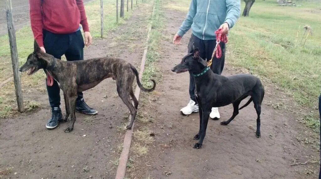 Caza furtiva en San Antonio de Areco