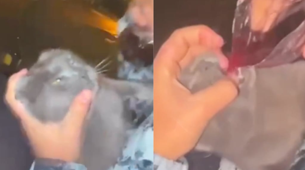 Gato en Mar del Plata maltratado en un video