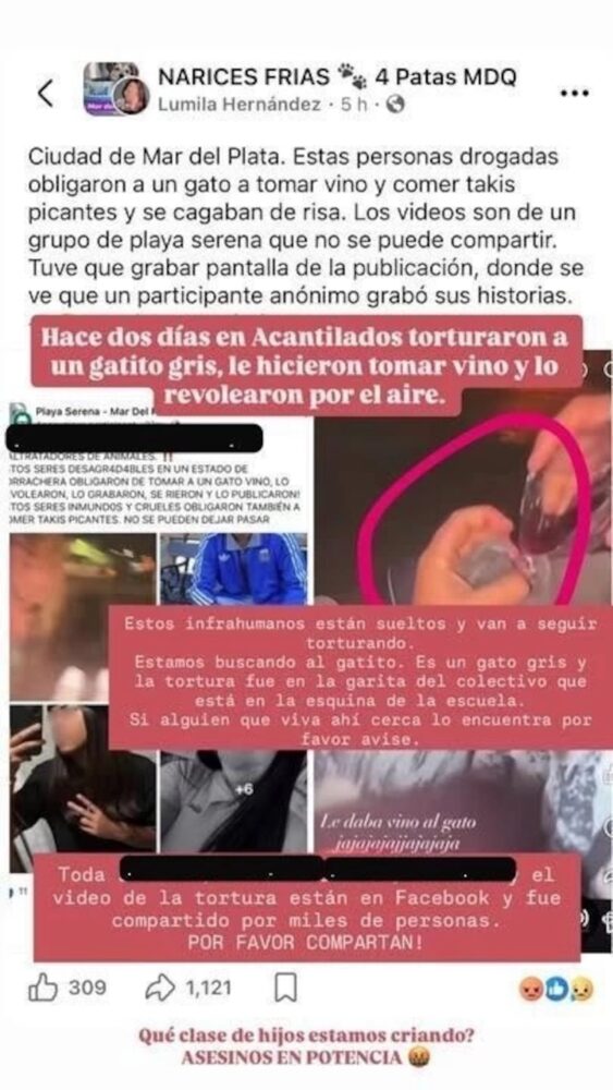 Grupo de jóvenes maltratando a un gato en Mar del Plata