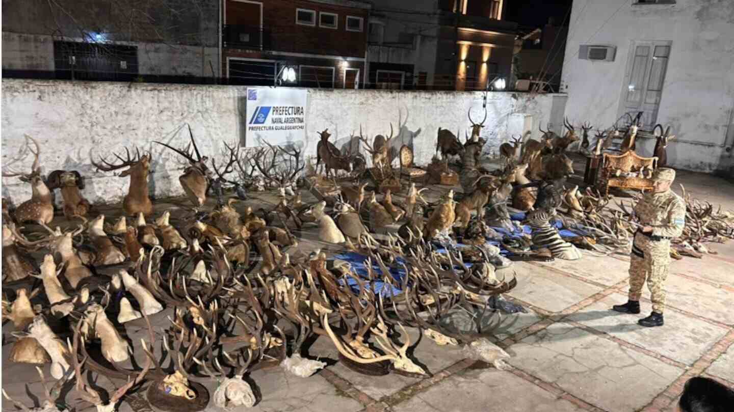 Troféos de ciervos confiscados en investigación de caza ilegal en Entre Ríos