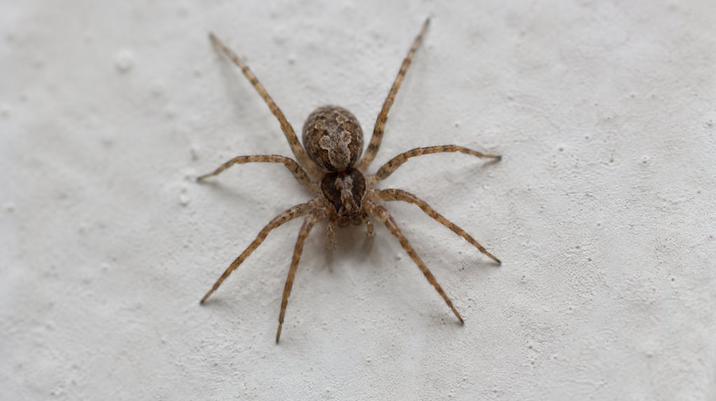 Araña de pared en un hogar