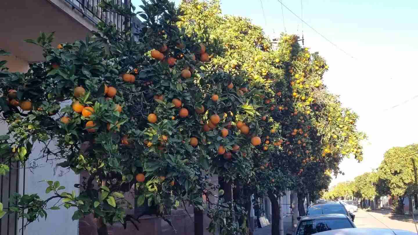 Árboles de naranjas amargas en una calle de Pergamino