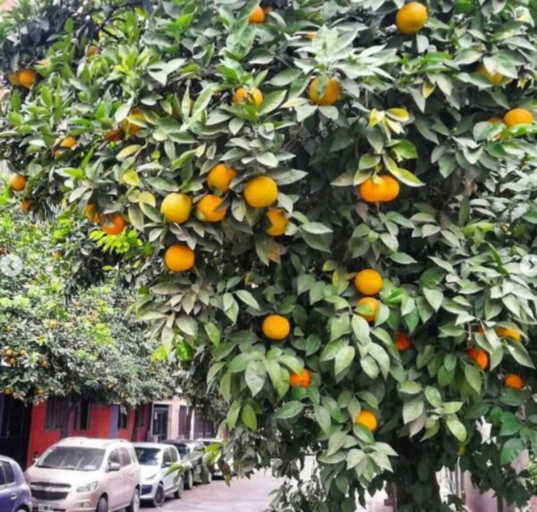 Árbol de naranjas amargas con frutos maduros en Pergamino