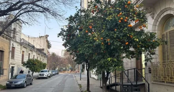 Naranjas amargas en Pergamino