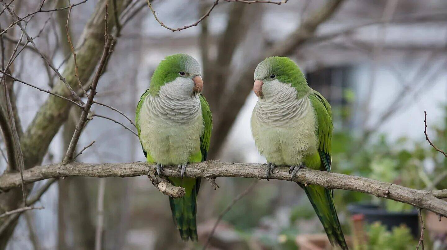 Dos cotorras posadas en una rama durante el invierno