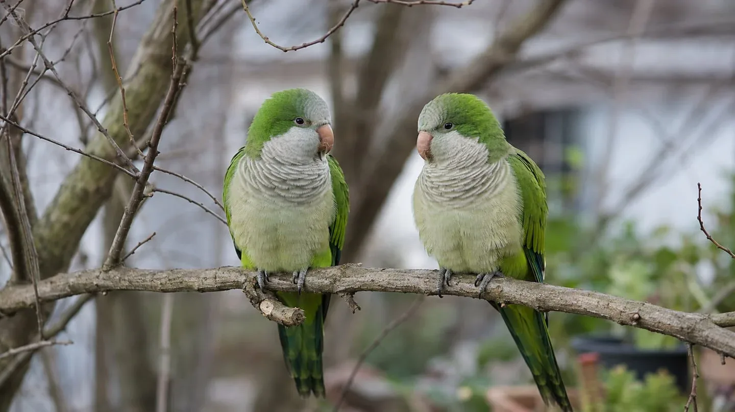 Dos cotorras posadas en una rama durante el invierno