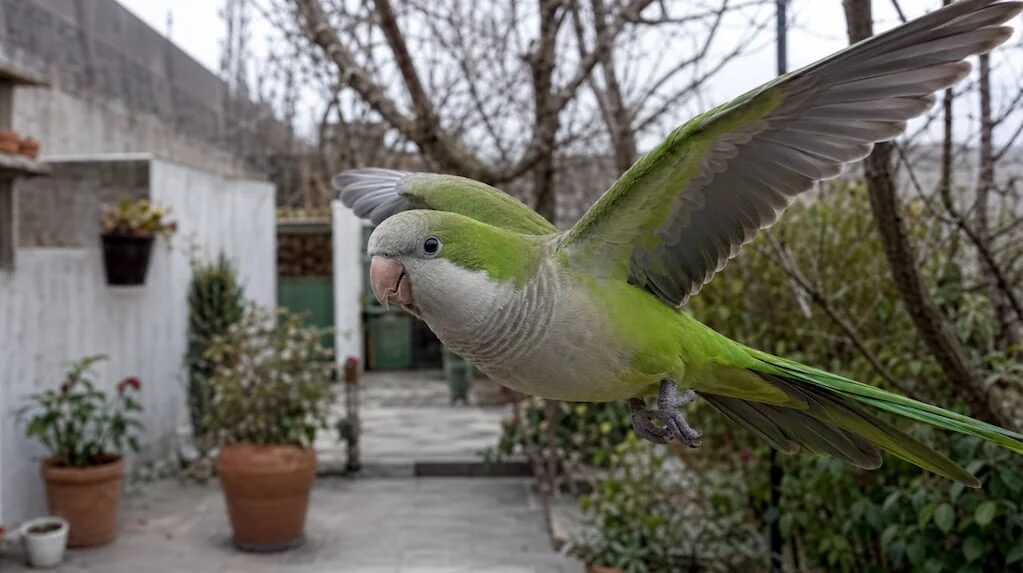 Cotorras volando en un jardín urbano