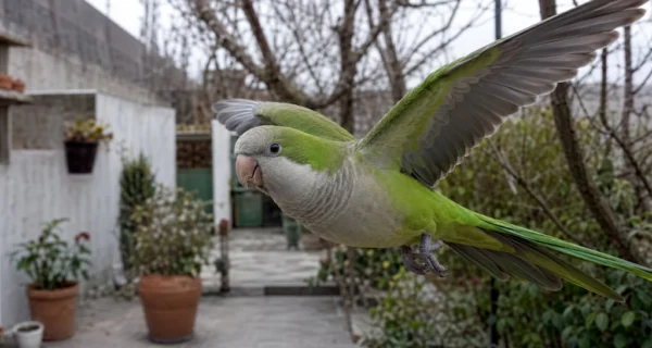 Cotorras volando en un jardín urbano