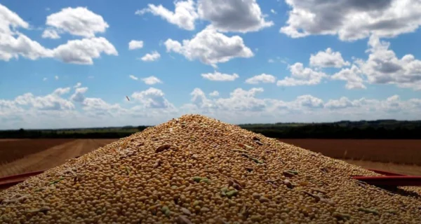 Campo de soja en Argentina