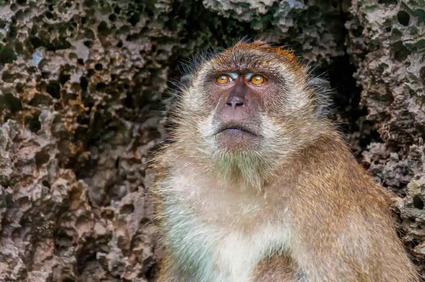Un babuino mirando hacia arriba con un fondo rocoso