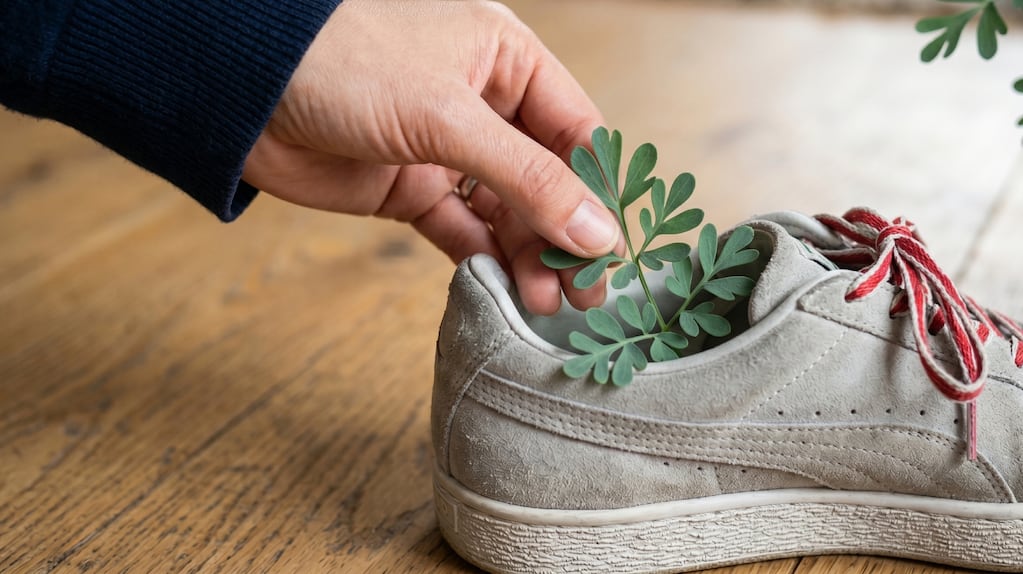 Hoja de ruda en un zapato