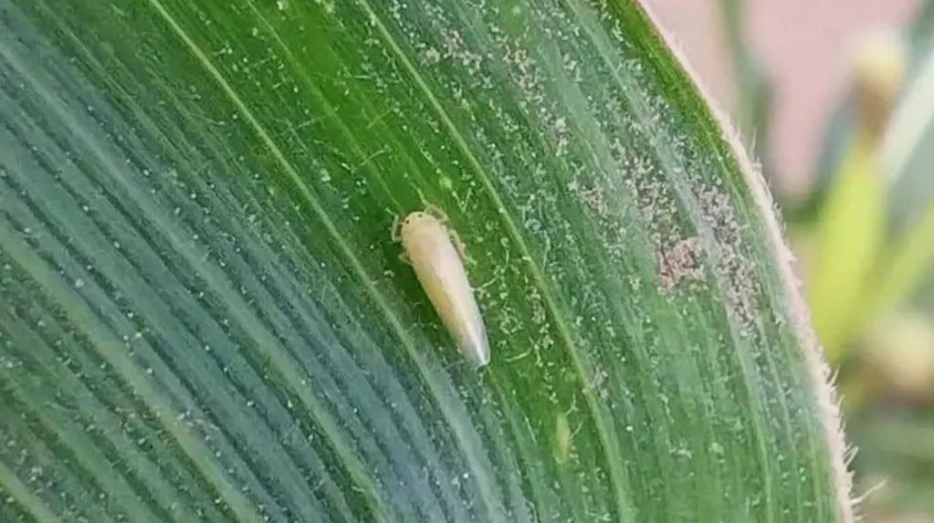 Cultivo de maíz afectado por plaga de chicharrita