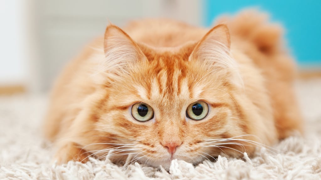 Gato naranja atigrado en un entorno familiar