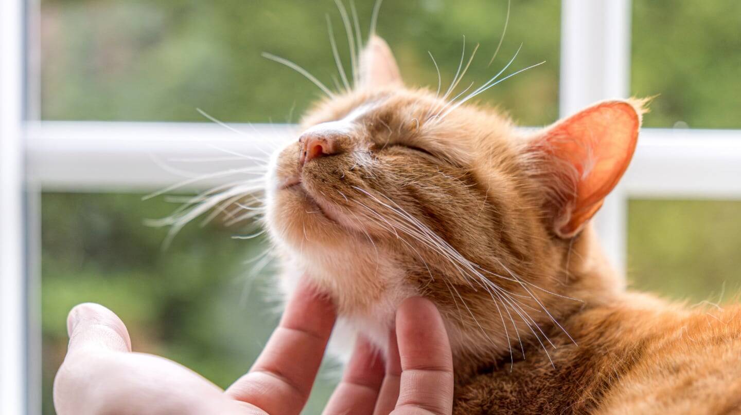Gato atigrado naranja siendo acariciado por una mano