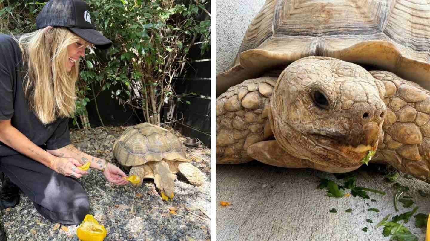 Miley Cyrus interactuando con una tortuga en un entorno natural