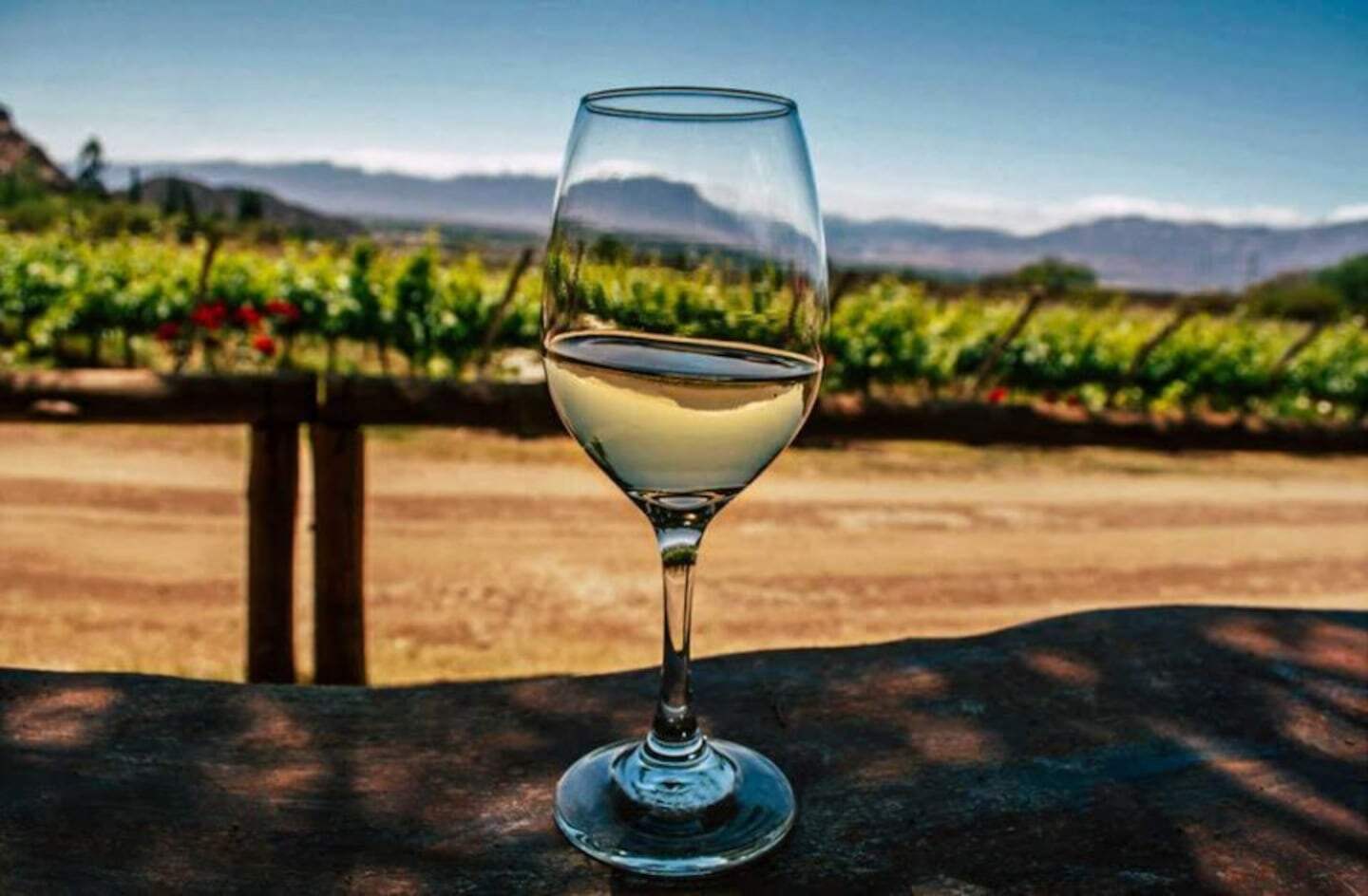 Copa de vino blanco frente a un viñedo en Salta