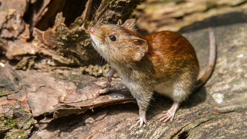 Hospital en Bariloche donde se atienden casos de hantavirus