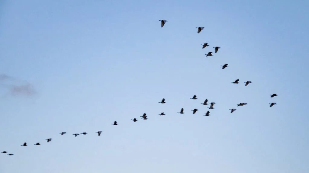 Pájaros volando en bandada