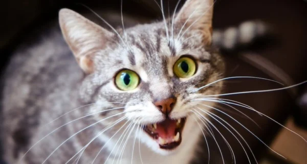 Gato maullando en la noche