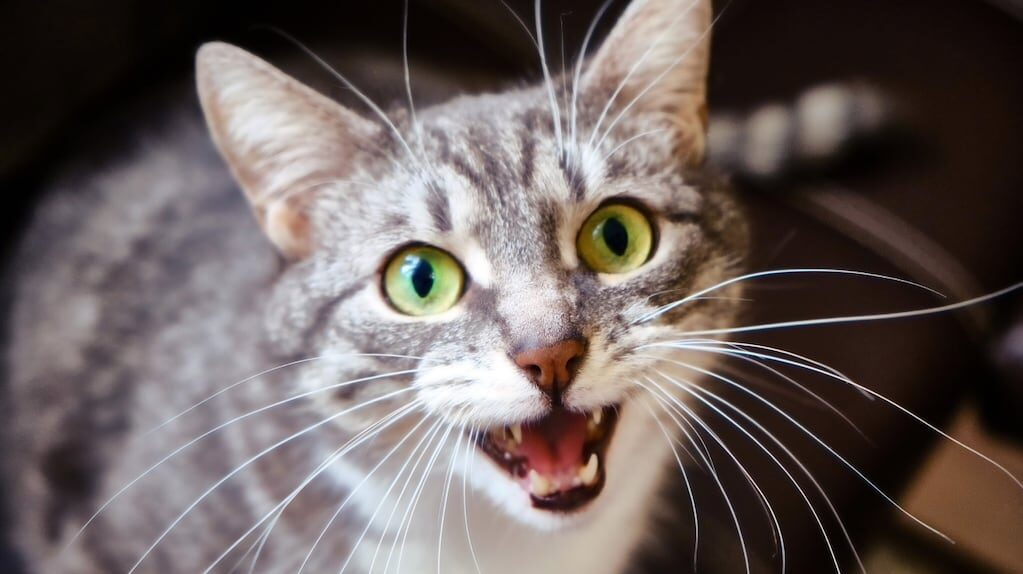 Gato maullando en la noche
