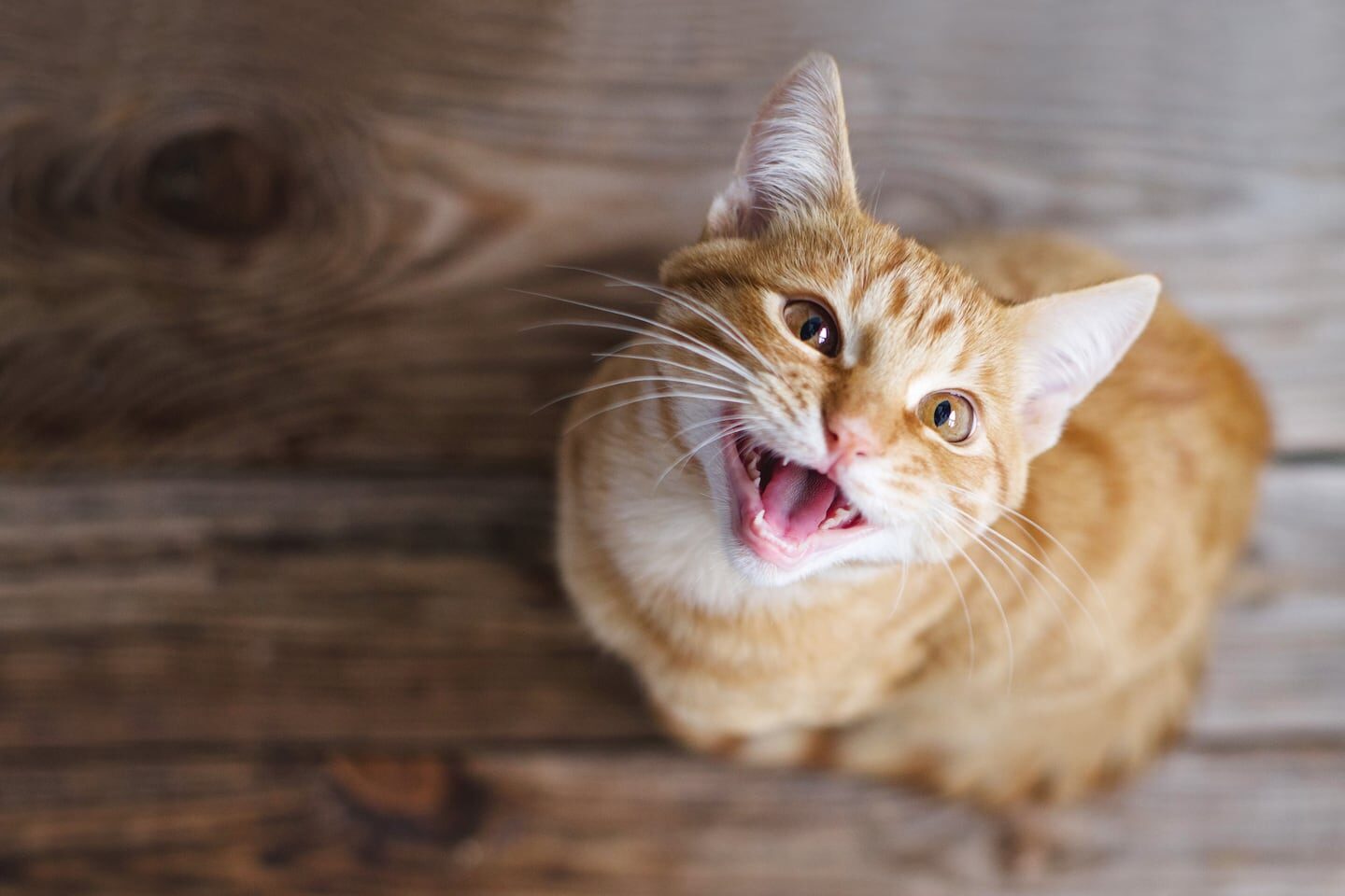 Gato atigrado anaranjado maullando sobre una superficie de madera