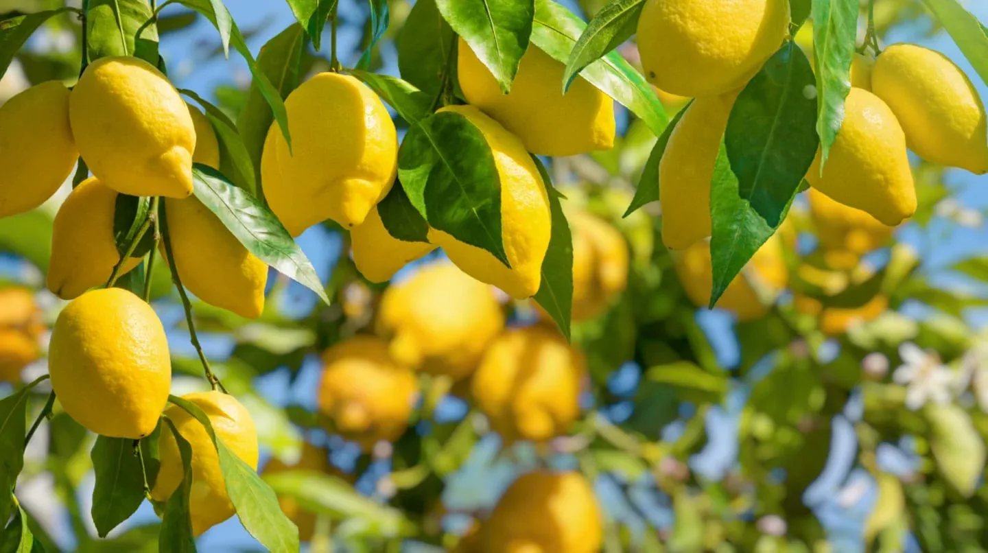 Ramas de un limonero con limones amarillos y hojas verdes