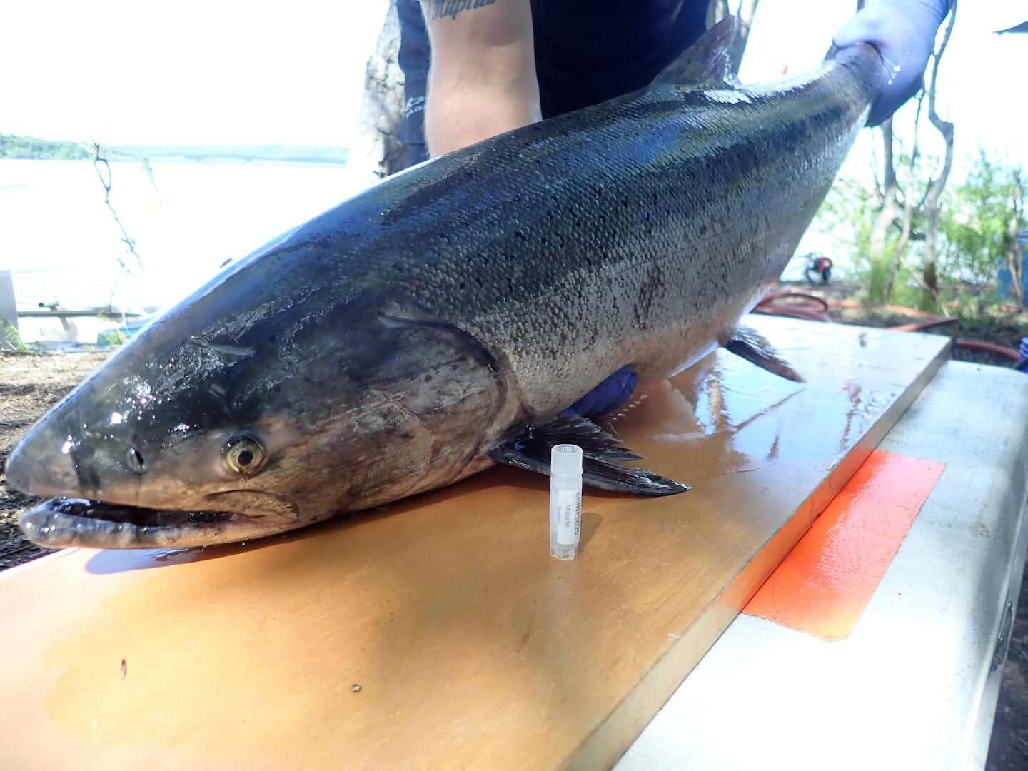 Salmón capturado en la Patagonia, evidenciando el cambio en la dieta de los pumas
