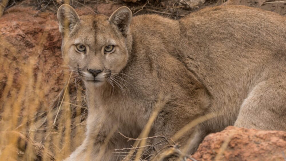 Puma en su hábitat natural en la Patagonia