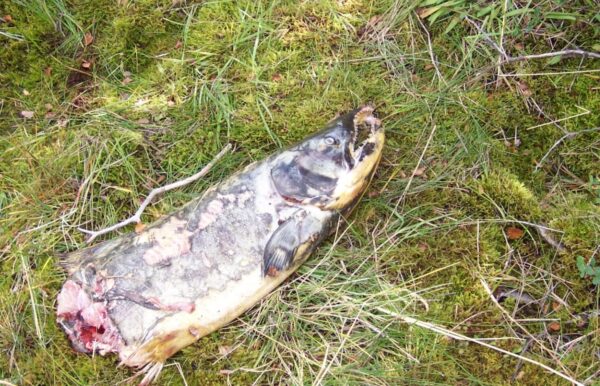 Salmon muerto en la Patagonia, evidenciando la nueva dieta de los pumas