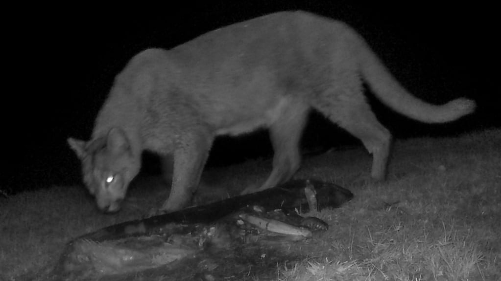 Puma cazando un salmón en la Patagonia