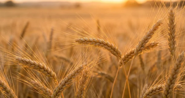 Cultivo de trigo afectado por malezas