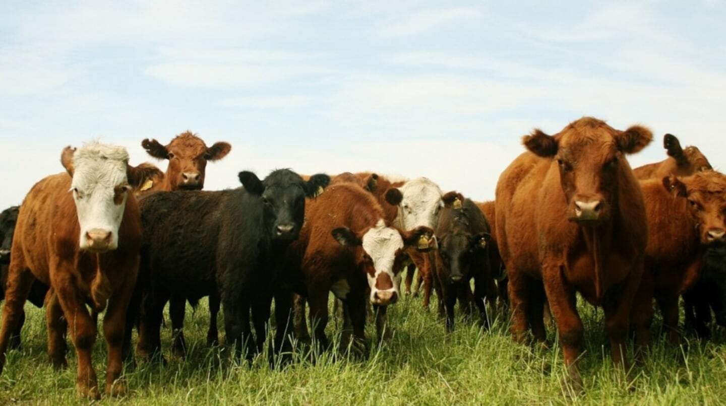 Grupo de vacas pastando en un campo verde