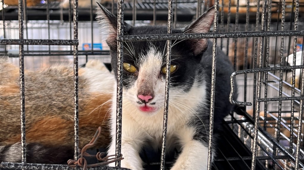 Gatos rescatados en Vietnam