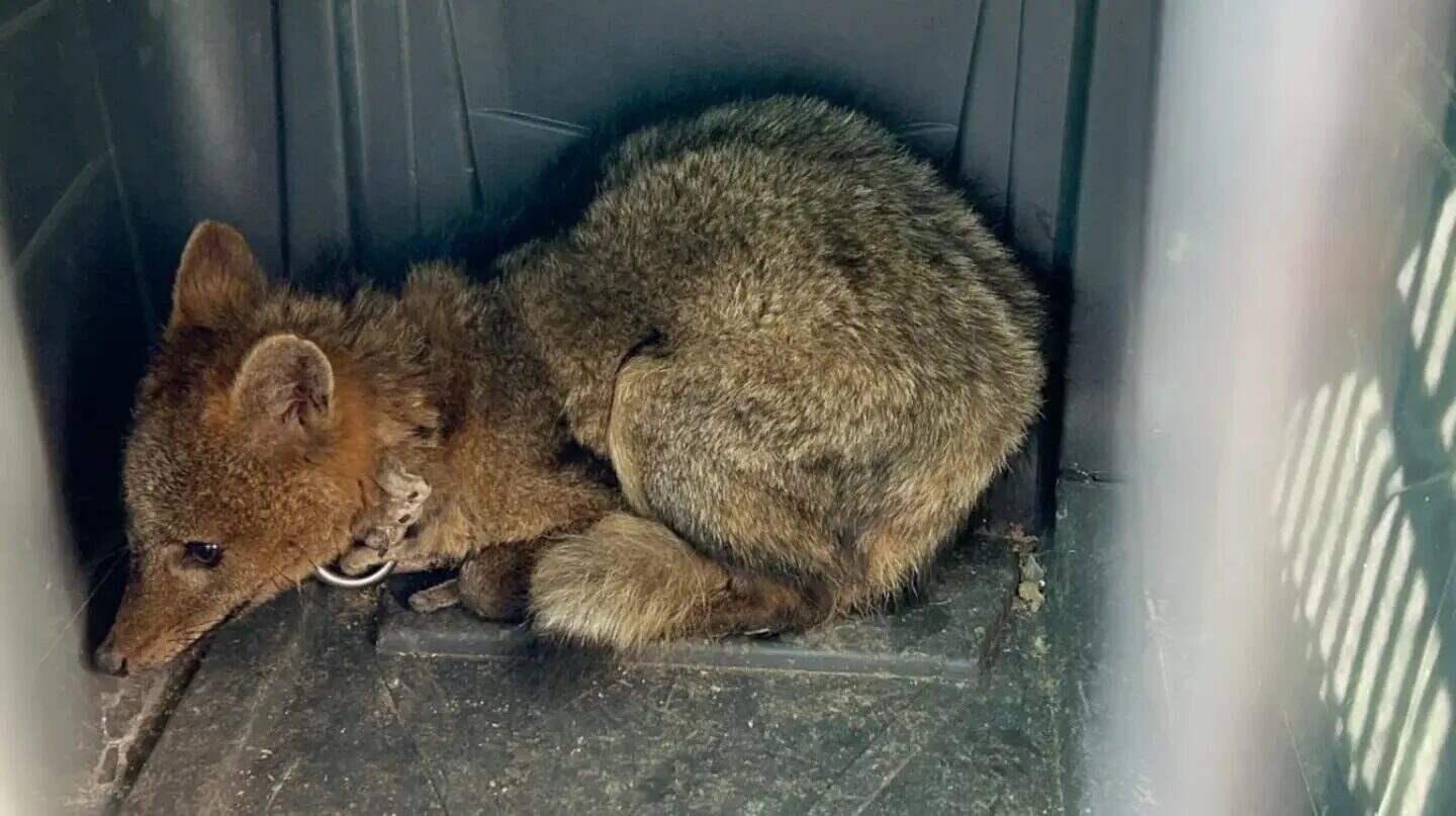Zorro maltratado rescatado en San Pedro, Argentina, encadenado en un comercio
