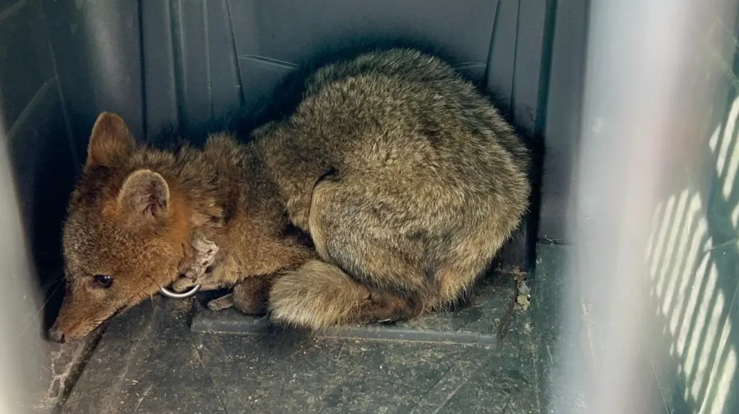 Zorro maltratado rescatado en San Pedro, Argentina, encadenado en un comercio