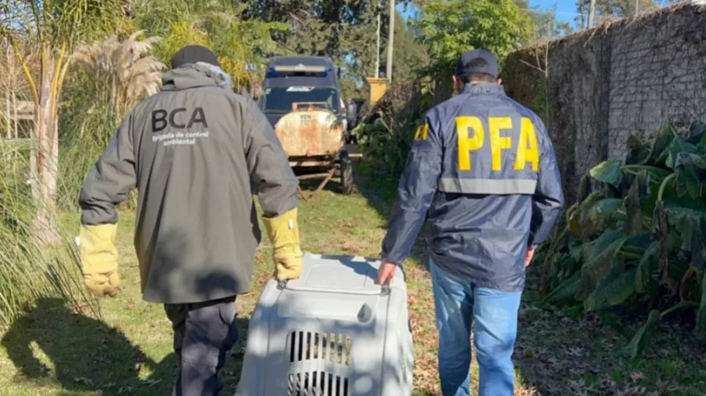 Agentes de la Policía Federal Argentina trasladan un zorro maltratado en San Pedro