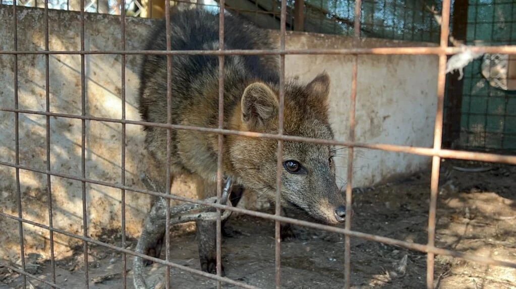 Rescate de un zorro maltratado en San Pedro