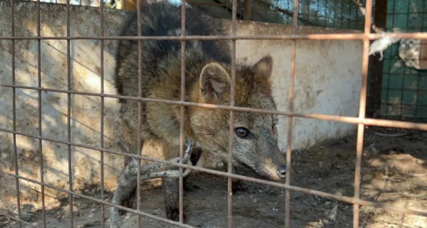 Rescate de un zorro maltratado en San Pedro