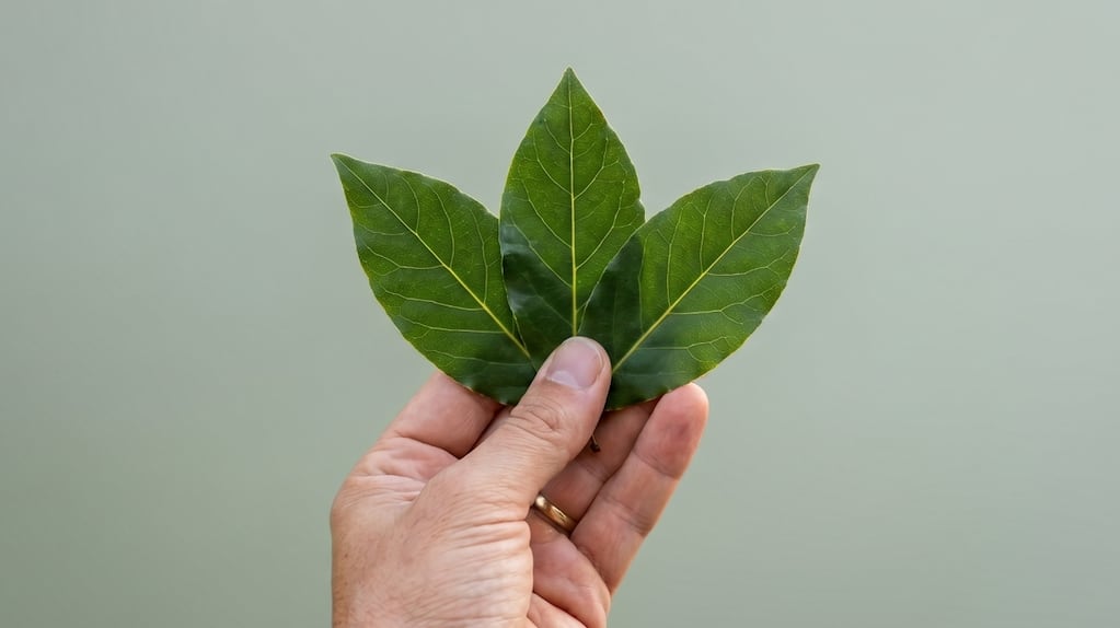 Hojas de laurel en un ritual de prosperidad