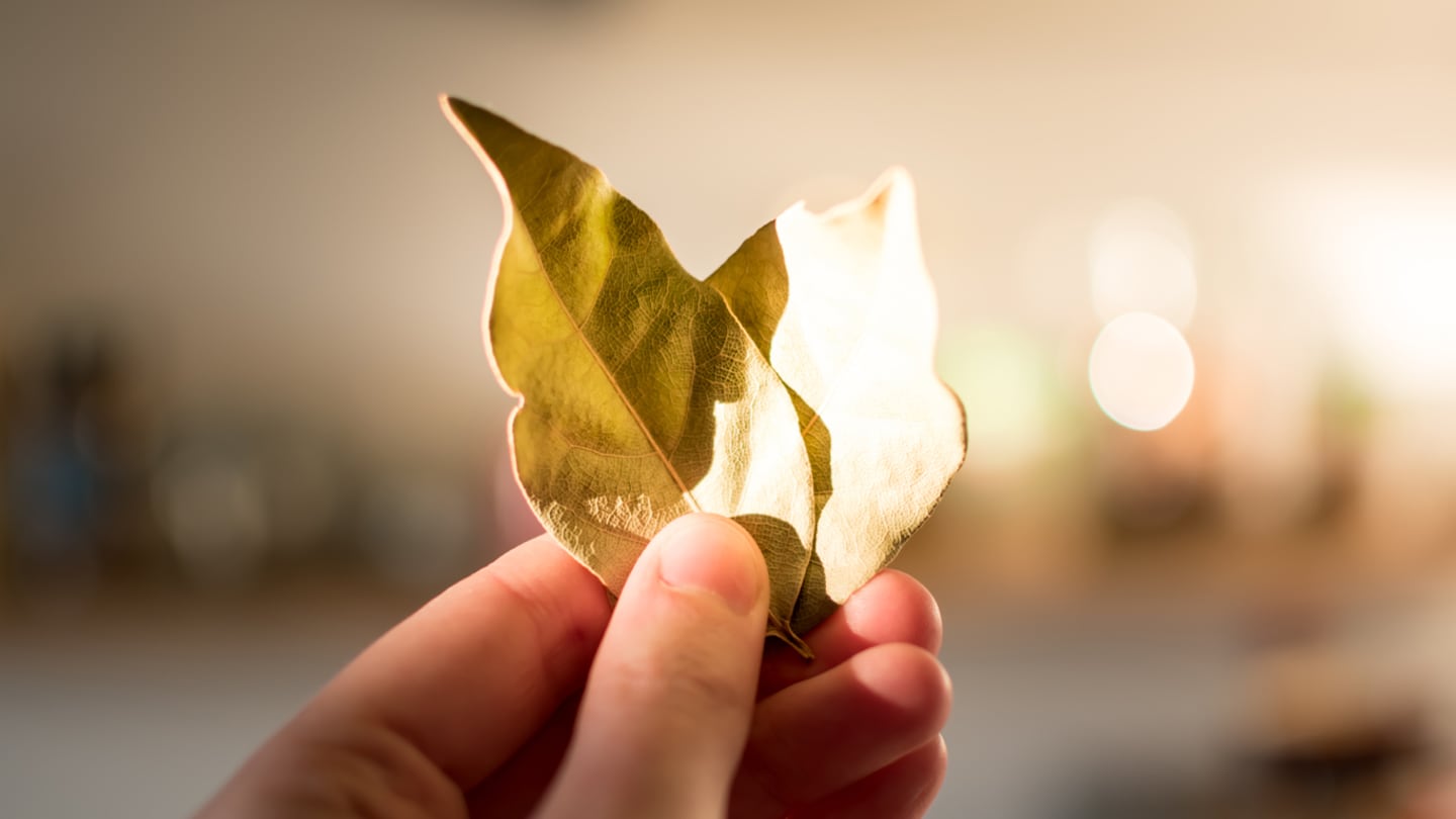 Hoja de laurel sostenida en una mano, símbolo de prosperidad