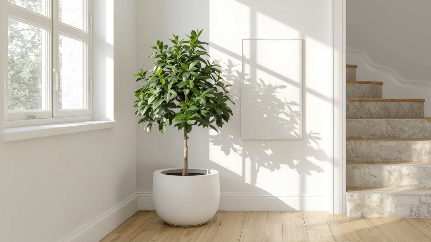 Árbol en maceta blanca junto a una ventana y escaleras
