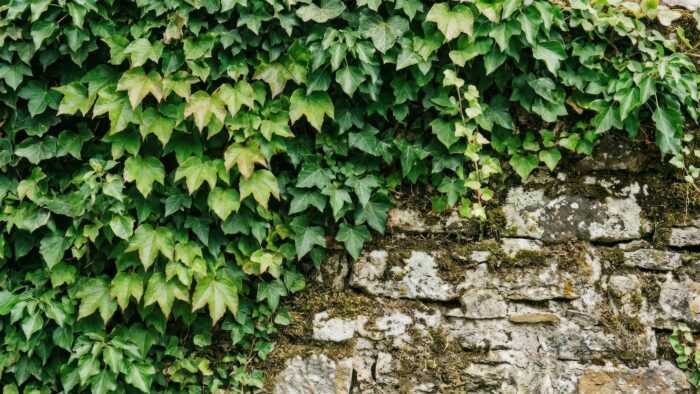 Hiedra inglesa trepando por una pared de piedra
