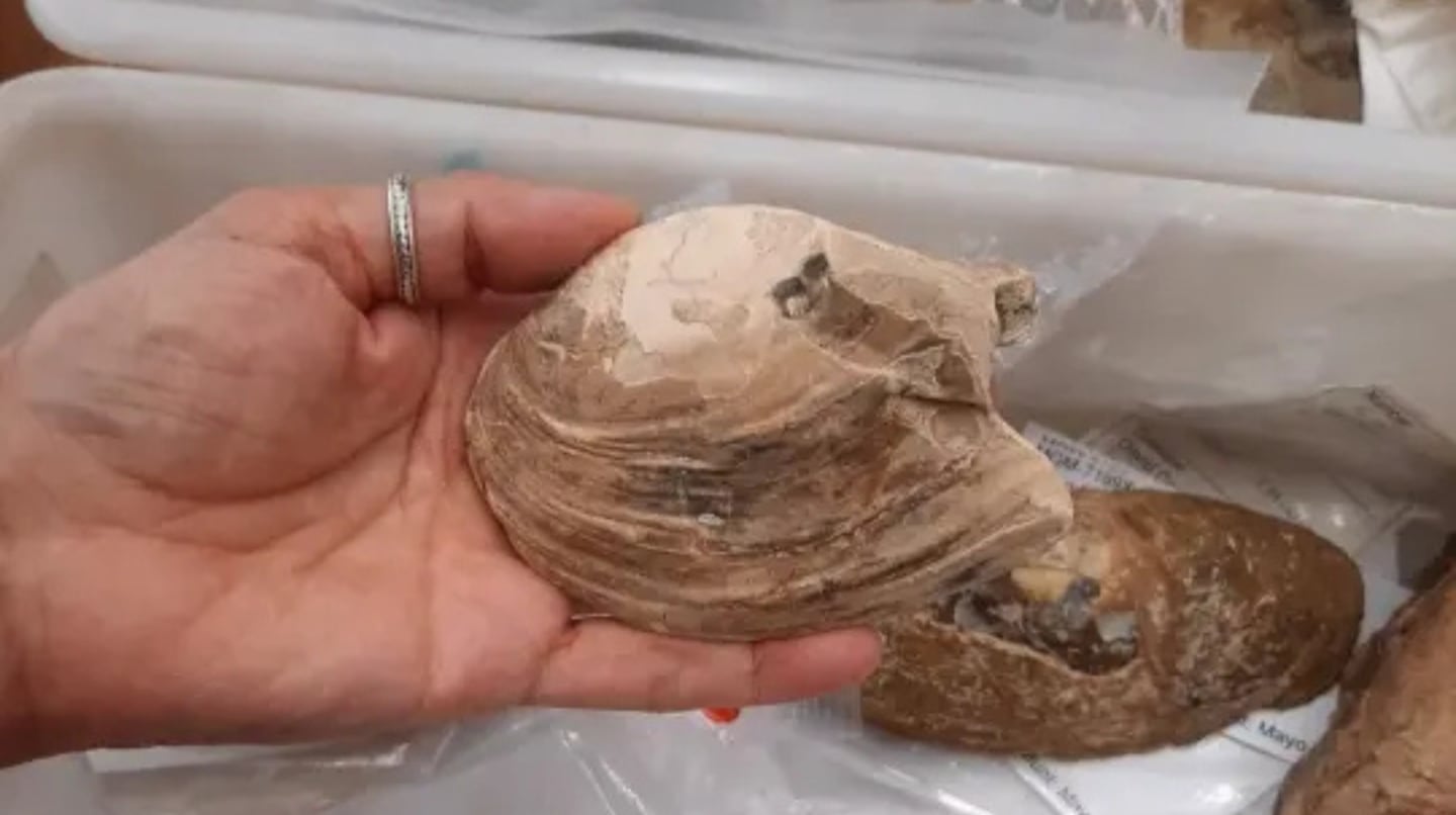 Fósil de bivalvo de 125 millones de años en mano humana