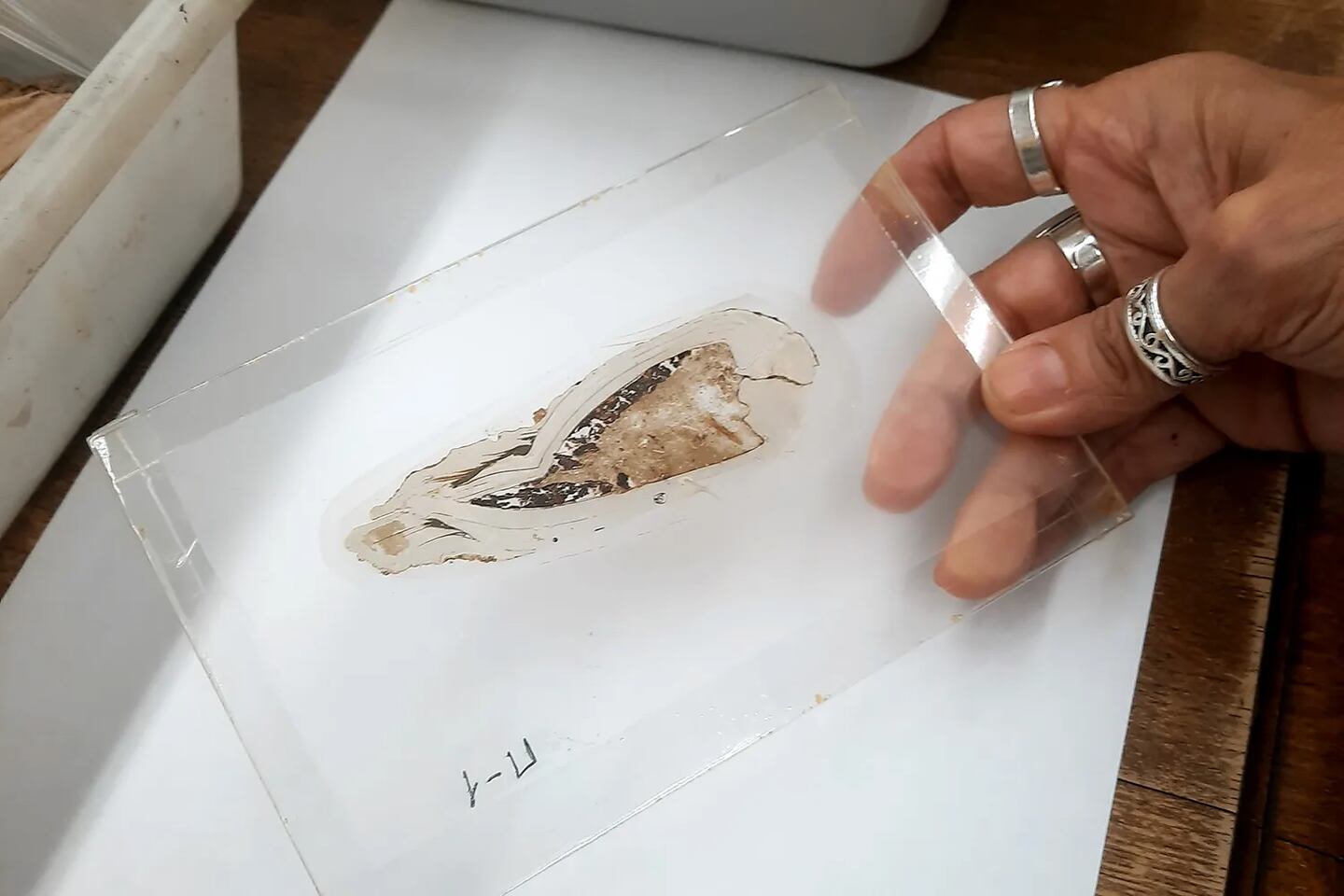 Fósil de bivalvo con crías intactas en una placa de vidrio