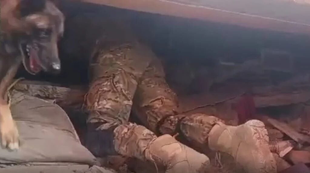 Perro de rescate argentino Bart en acción