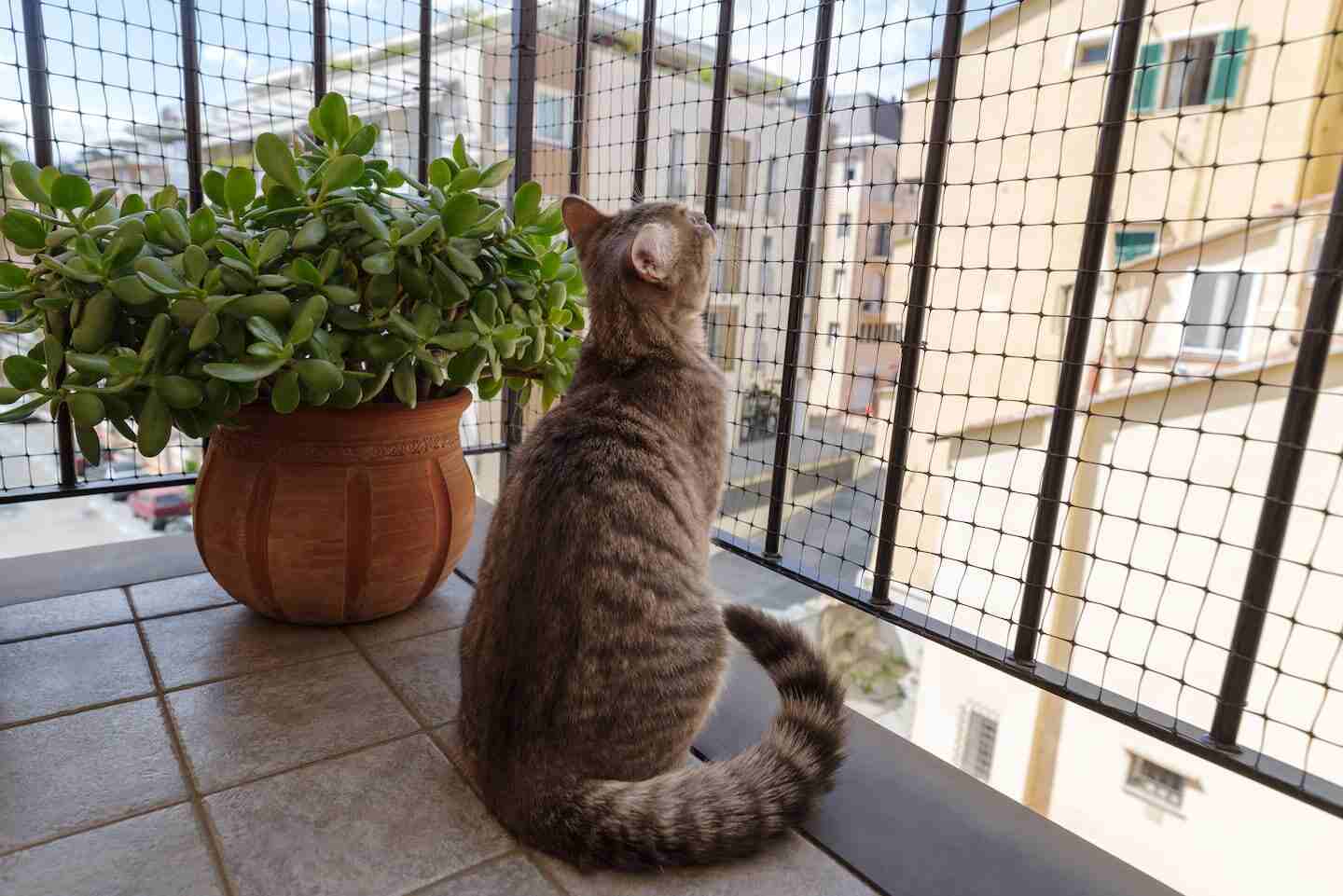 Gato mirando por un balcón protegido con malla de seguridad