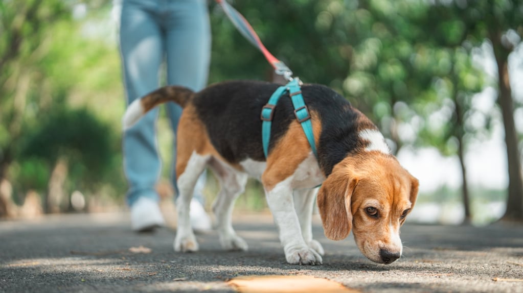 Perro olfateando durante un paseo