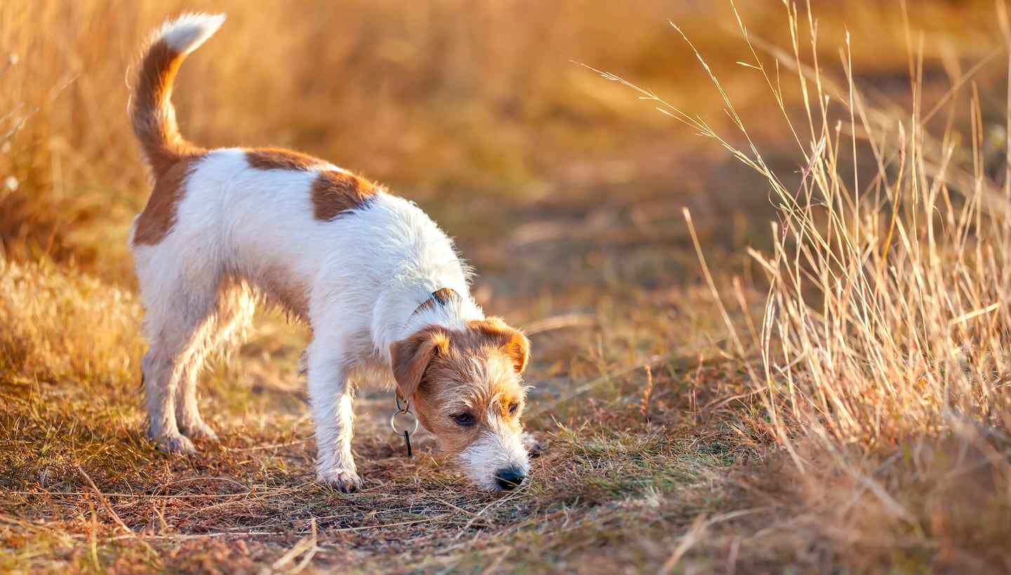 Perro olfateando en un sendero de hierba seca durante el atardecer