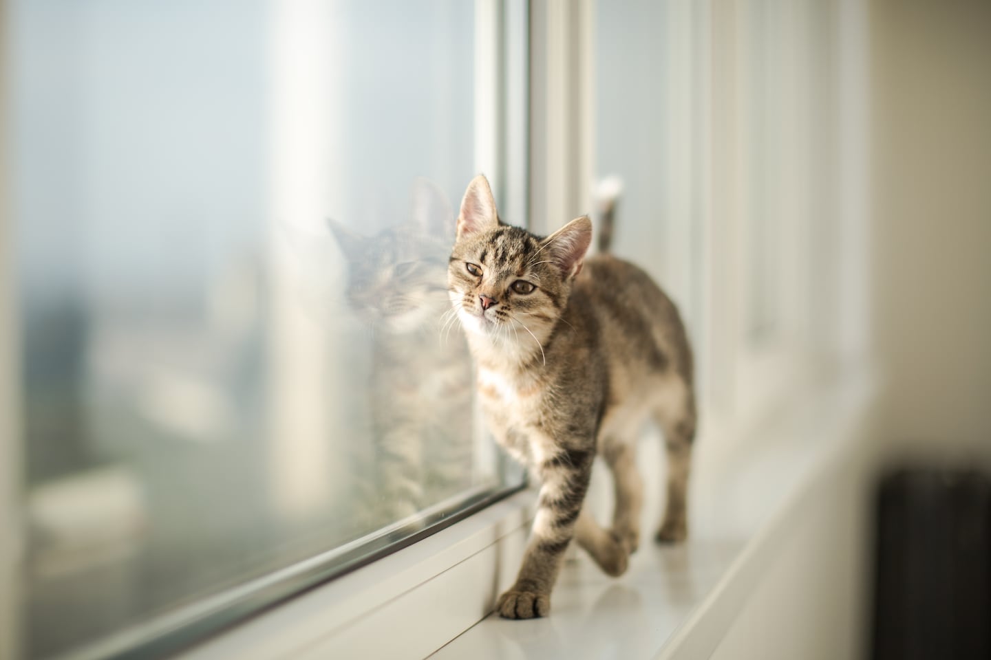 Gato caminando cerca de una ventana observando el exterior